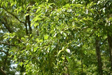 Alnus japonica, a deciduous broadleaf tree in the Betulaceae family, known for nitrogen fixation and rapid growth, thriving in wetlands and riversides for soil improvement. Photographed in Korea.