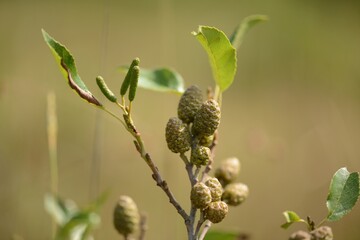 Alnus japonica, a deciduous broadleaf tree in the Betulaceae family, known for nitrogen fixation and rapid growth, thriving in wetlands and riversides for soil improvement. Photographed in Korea.