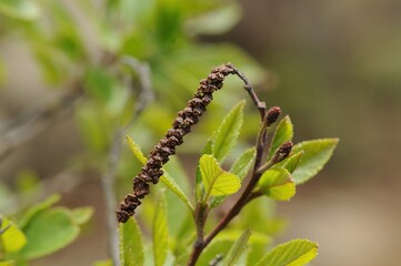 Alnus japonica, a deciduous broadleaf tree in the Betulaceae family, known for nitrogen fixation and rapid growth, thriving in wetlands and riversides for soil improvement. Photographed in Korea.