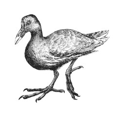 Moorhen, vector illustration, hand drawn sketch