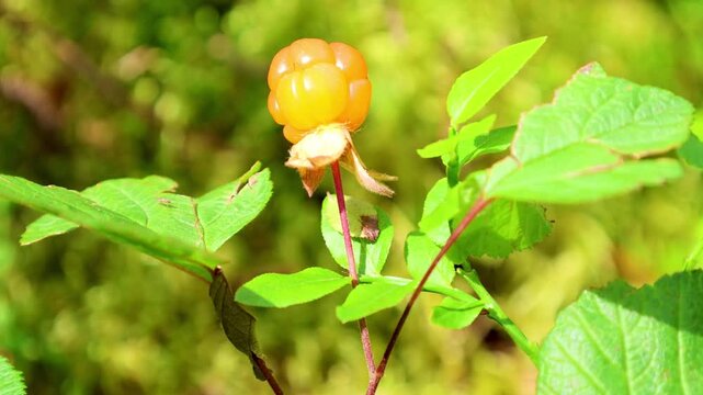 Wild marsh berry cloudberry ripened in forest swamp
