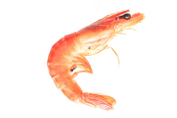 The shrimp has a distinct orange and pink color on white background, characteristic of being cooked. It is curled slightly into a 'C' shape