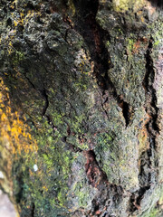 lichen on tree bark