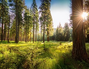 a peaceful forest glade filled with speckled sunlight and surrounded by lofty pine trees