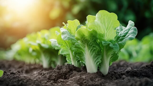 Rows of lush green lettuce grow on fertile land, surrounded by various salad vegetables under bright sunlight on the farm