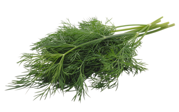 Fresh green dill herb with feathery leaves isolated on a black background studio shot