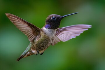 Fototapeta premium Black Chinned Hummingbird in Mid-Flight Displaying Its Vibrant Feathers in a Lush Green Habitat