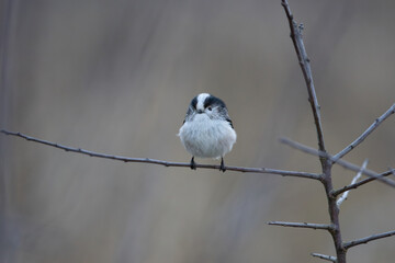 Close up image of a Long Tailed Tit perched on a twig with a bokeh background.