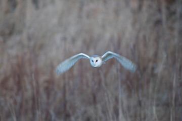 Barn Owl flying low and  hunting for prey, County Durham, UK.