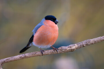 Male Bullfinch perched on a  twig, County Durham, England, UK.