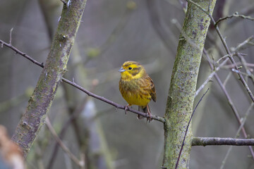 Yellowhammer perched in a tree on a winters day, County Durham, England, UK.