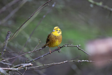 Yellowhammer perched in a tree on a winters day, County Durham, England, UK.