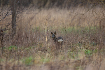 Female Roe deer in woodland on a Winters day, County Durham, England, UK.