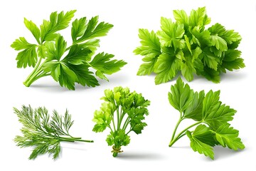 Fototapeta premium Fresh parsley and dill herb collection on white background