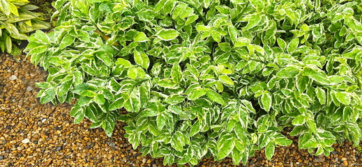 Slipper flower leaves are green with white stripes planted in a garden with brown pebbles. Leaves are thick and lanceolate or oval. Leaf tips are pointed and the leaf margins are smooth or slightly 

