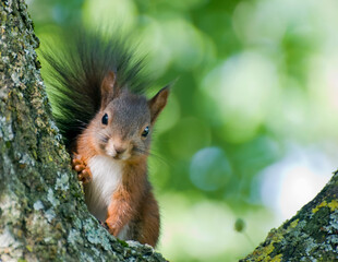 Rotes Eichhörnchen sitzt neugierig auf einem bemoosten Baum, grüner, unscharfer Hintergrund, Naturaufnahme.