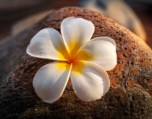 a single plumeria flower placed on a textured rock