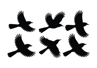 Bird silhouettes flying