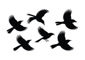 Obraz premium Bird silhouettes flying