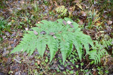 Green fern in forest