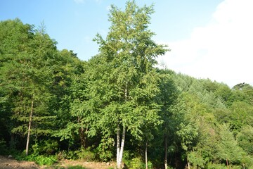 Fototapeta premium Betula pendula, a deciduous tree in the Betulaceae family, recognized by its white peeling bark and triangular leaves, thriving in cold northern forests. Photographed in Korea.