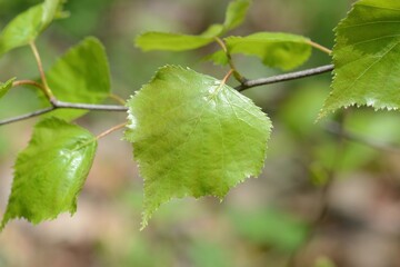 Betula pendula, a deciduous tree in the Betulaceae family, recognized by its white peeling bark and triangular leaves, thriving in cold northern forests. Photographed in Korea.