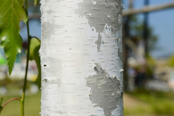Betula pendula, a deciduous tree in the Betulaceae family, recognized by its white peeling bark and triangular leaves, thriving in cold northern forests. Photographed in Korea.