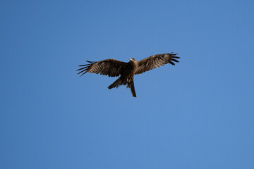 Black kite close up flying in blue sky background at sunset at eyes level