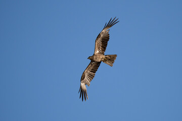 Obraz premium Black kite close up flying in blue sky background at sunset at eyes level