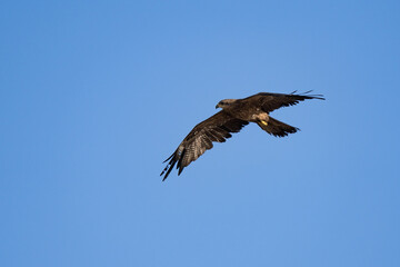 Obraz premium Black kite close up flying in blue sky background at sunset at eyes level