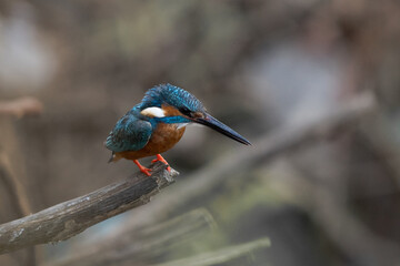 Top view of Eurasian kingfisher, focused on hunt. Also known as river or common kingfisher. This sparrow-sized bird has short tail, large head, blue upperparts, orange underparts and a long bill