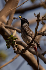 Red-vented bulbul close up eating a fruit on a tree branch in Indian forest at sunrise. Beautiful red color visible 