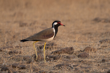 Red-wattled lapwing beautiful portrait in the Indian countryside at sunrise, lookin in camera 