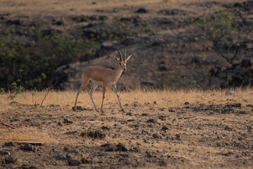 Indian gazelle grazing in Indian grassland at sunrise, elegant profile and agile animal is protected in India and Pakistan 