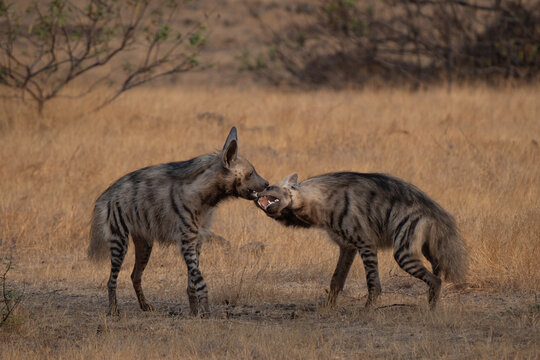 Social interaction of a couple of striped hyena (Hyaena hyaena) in Bigwan grassland. It is the smallest of the bone-cracking hyenas and retains many primitive viverrid-like characteristics