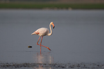 Single flamingo walking. The greater flamingo (Phoenicopterus roseus) is the most widespread and largest. Most of the plumage is pinkish-white, but the wing coverts are red