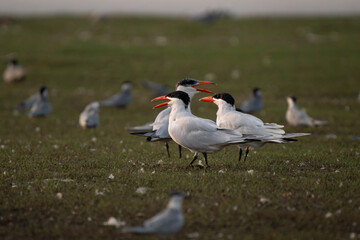 Caspian terns cute close up in Indian wetland during non breeding season. The biggest tern species, large gathering of terns usually occurs 