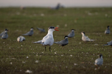 Caspian tern cute close up in Indian wetland during non breeding season. The biggest tern species, large gathering of terns usually occurs 