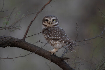 Spotted owlet (Athene brama) is a small owl which breeds in tropical Asia. They roost in small groups in the hollows of trees or in cavities in rocks and buildings