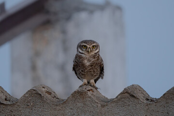 Spotted owlet (Athene brama) is a small owl which breeds in tropical Asia. They roost in small groups in the hollows of trees or in cavities in rocks and buildings