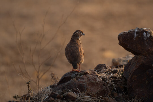 Rock bush quail intense portrait at sunrise in Indian dry grassland 