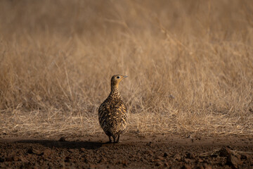 Female chestnut-bellied sandgrouse or common sandgrouse is a species of sandgrouse. It is a sedentary and nomadic species from northern and central Africa.There are six recognized subspecies