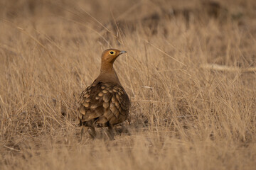 Male chestnut-bellied sandgrouse or common sandgrouse is a species of sandgrouse. It is a sedentary and nomadic species that ranges from northern and central Africa.There are six recognized subspecies