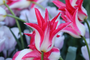 2024-04-18 Keukenhof