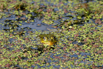 A green frog emerging from the surface of the water covered with duckweed