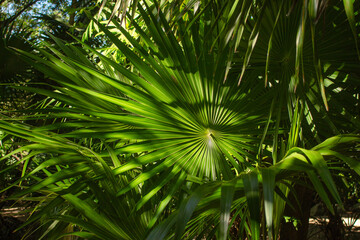 Close-up of vibrant green fan palm leaves with sunlight and shadows creating natural tropical patterns, ideal for botanical backgrounds, nature textures, eco themes, tropical foliage design and lush