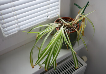 Dried indoor Chlorophytum Spider Plant showing signs of poor care