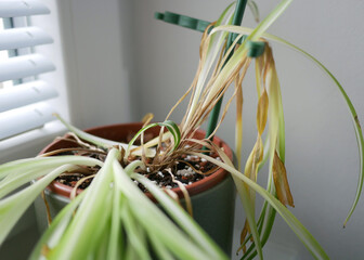 Dried indoor Chlorophytum Spider Plant showing signs of poor care