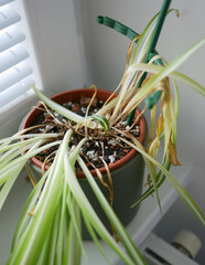 Dried indoor Chlorophytum Spider Plant showing signs of poor care
