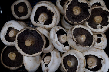 fresh mushrooms in the market